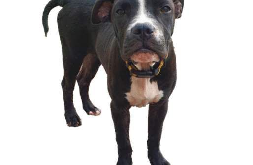 dog 1 dog 1